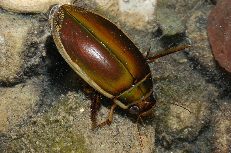 Dytiscus circumflexus